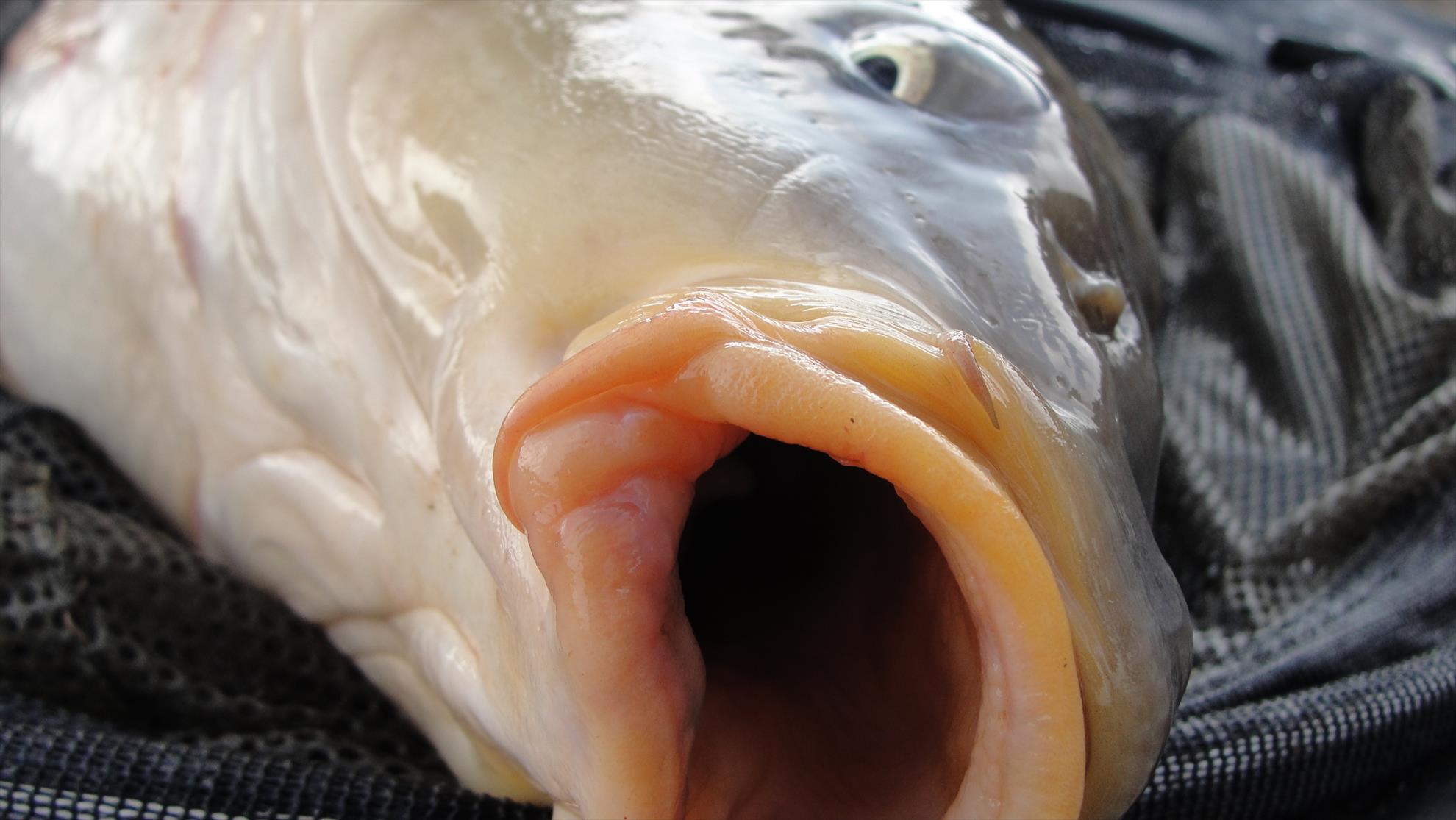 Greaca Cercani 28 feb. - 1 mar. - dsc04812.JPG